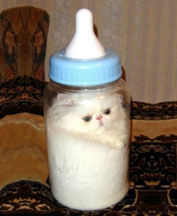 cat in bottle, cats are liquid, proof that cats are liquid, proof cats are liquid, cats are liquid picture, cats are liquid pictures, cats are liquid and solid, cats are liquid science, why cats are liquid, cat memes cats are liquid, cats are fluid, cats are fluid picture, cats are fluid pictures