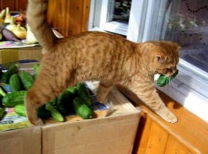 20 Adorable Animals Caught Stealing