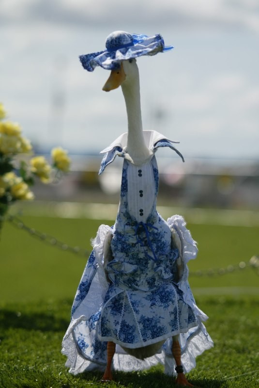 Farmer Dresses Up Ducks for Elaborate Fashion Show