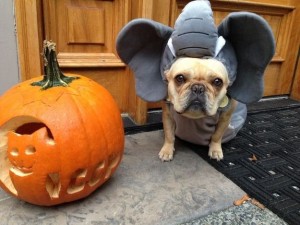 24 Places French Bulldogs Don't Belong