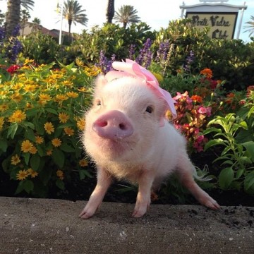 Priscilla is the Prettiest Mini Pig on Instagram (18 Pics)