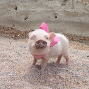 Priscilla is the Prettiest Mini Pig on Instagram (18 Pics)