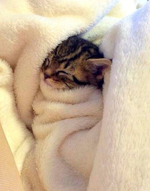 21 Adorable Tucked In Cats