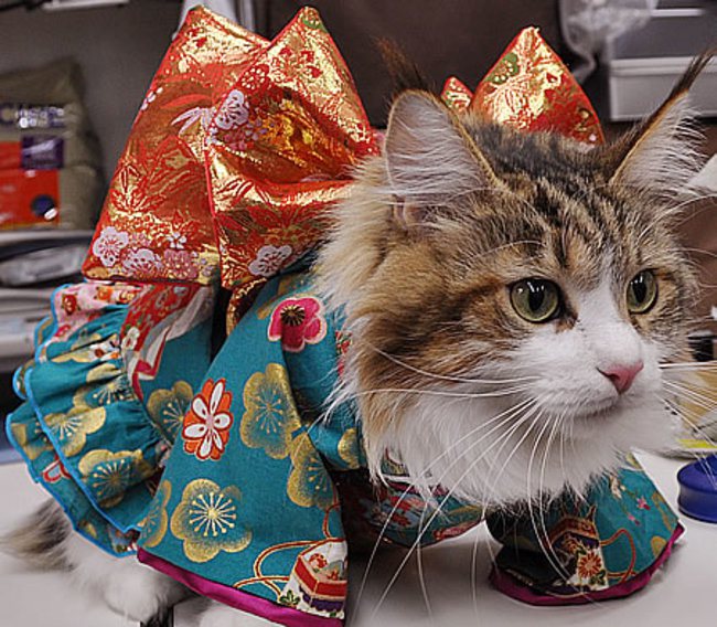 14 Pictures of Cats Wearing Kimonos