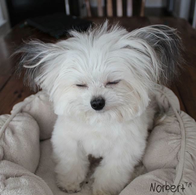 15 Adorable Photos of Norbert the Dog