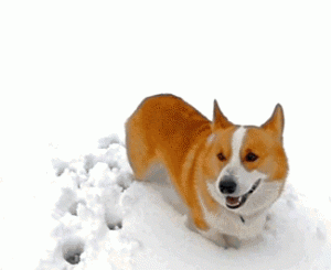 20 Corgi Athletes That Are Trying Their Best