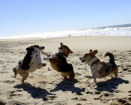 20 Corgi Athletes That Are Trying Their Best