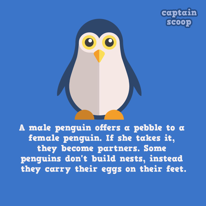 11 Amazing Animals Facts You Probably Didn t Know