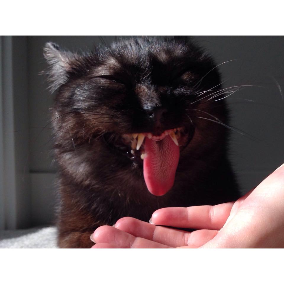 Meet Mr. Magoo: The Cat That’s Constantly Sticking His Tongue Out.