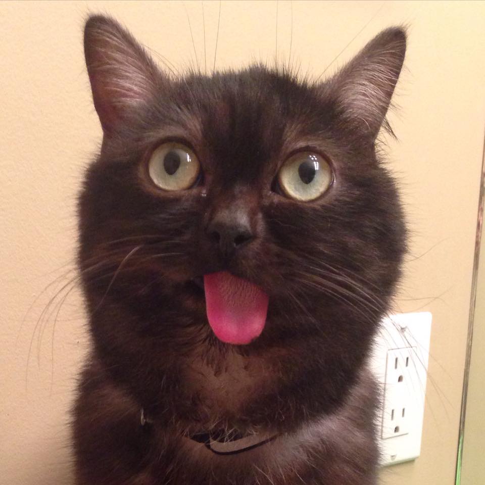Meet Mr. Magoo: The Cat That’s Constantly Sticking His Tongue Out.