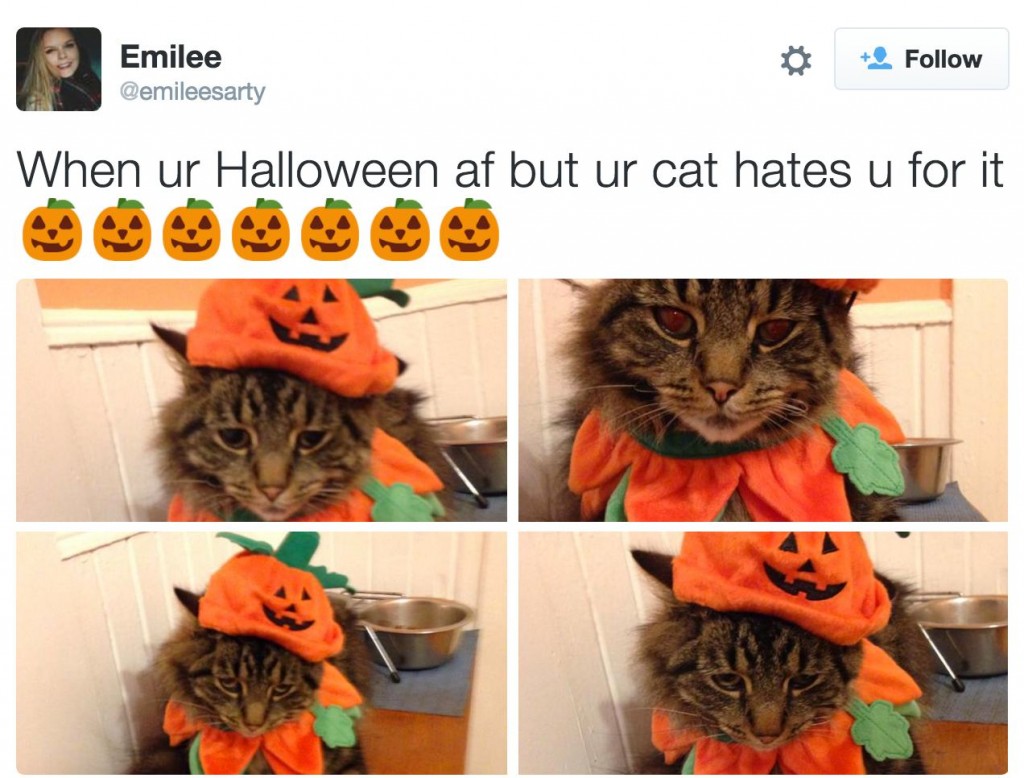 22 Cats That Absolutely Hate Their Halloween Costumes