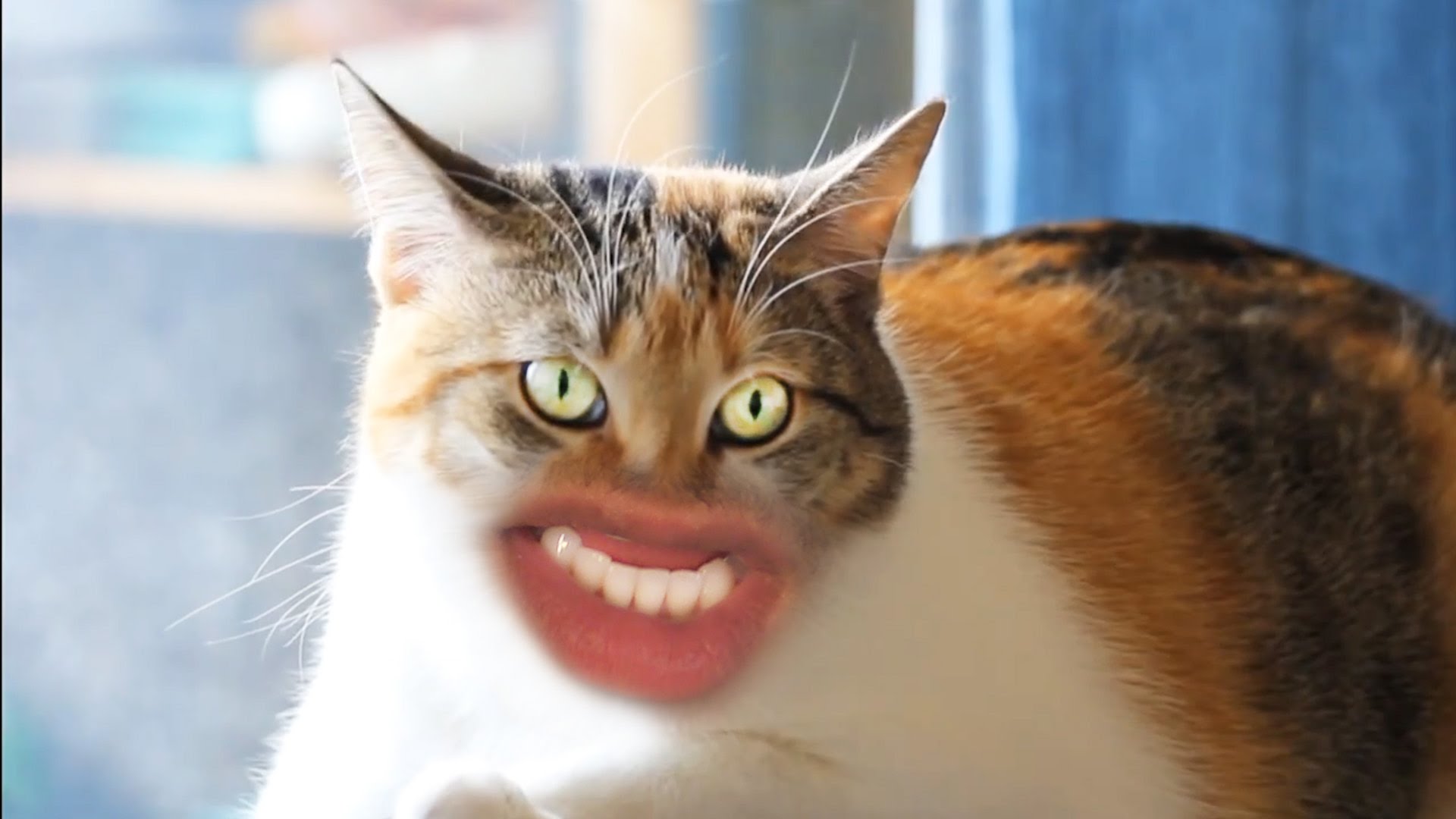 Включи смешное видео 3. Прикольные коты. УГАРНЫЙ кот. Смешной кот. Кот улыбается.