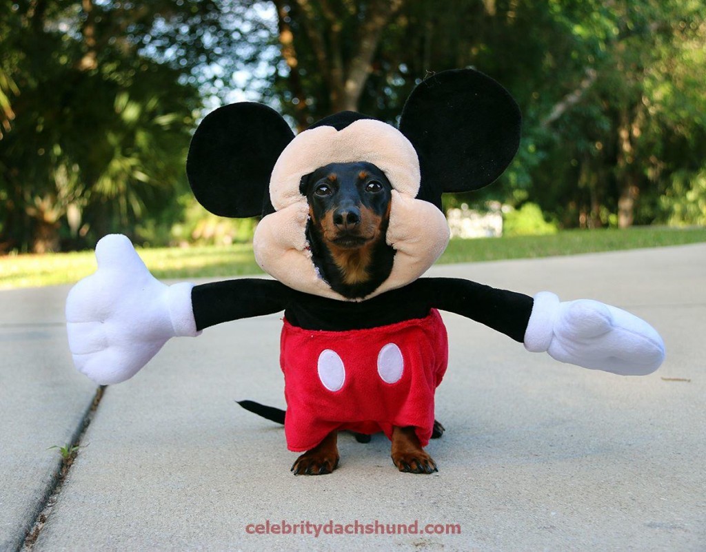 Meet Crusoe The Celebrity Dachshund (20 Pics)