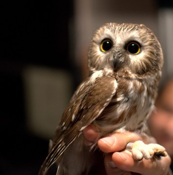 30 Images That Prove Owls Are the Cutest Birds on the Planet