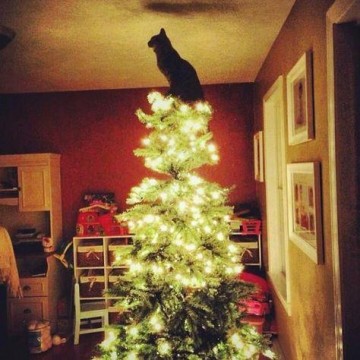 21 Animals That Just Can't Wait for Christmas to be Here