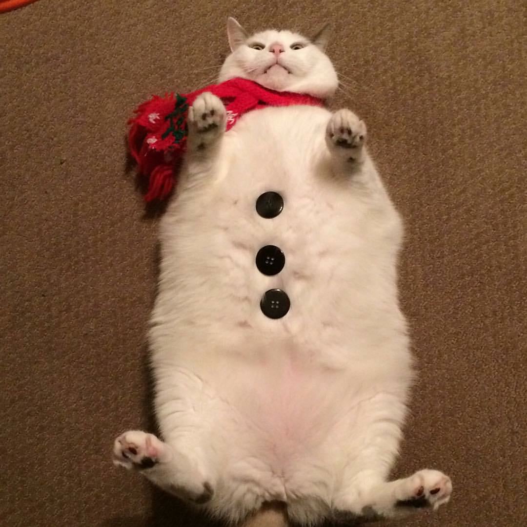 21 Delightfully Chubby Cats That Prove Big Is Beautiful
