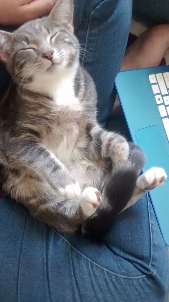 24 Pictures That Prove Cats Can Sleep Anywhere