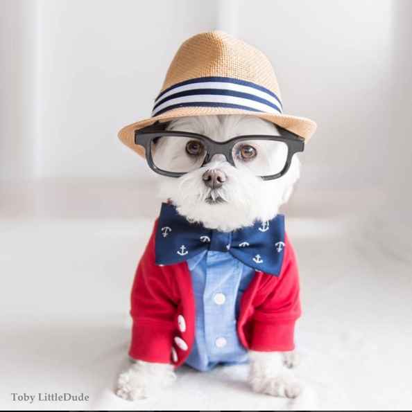 Meet Toby The Hipster Dog Of Instagram