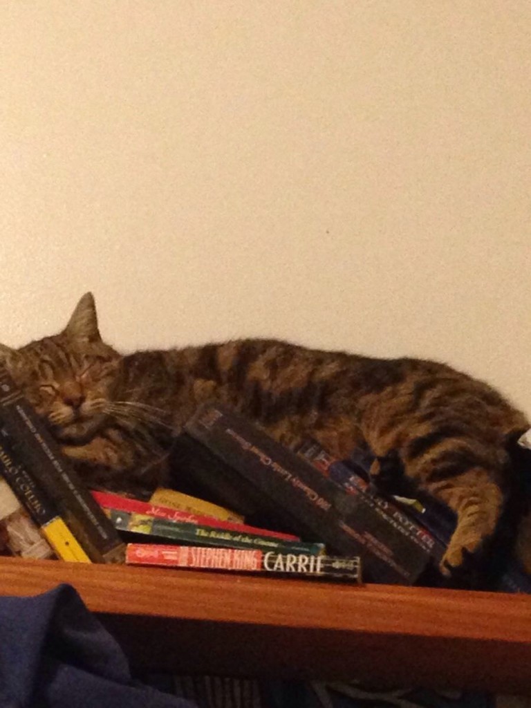 24 Pictures That Prove Cats Can Sleep Anywhere
