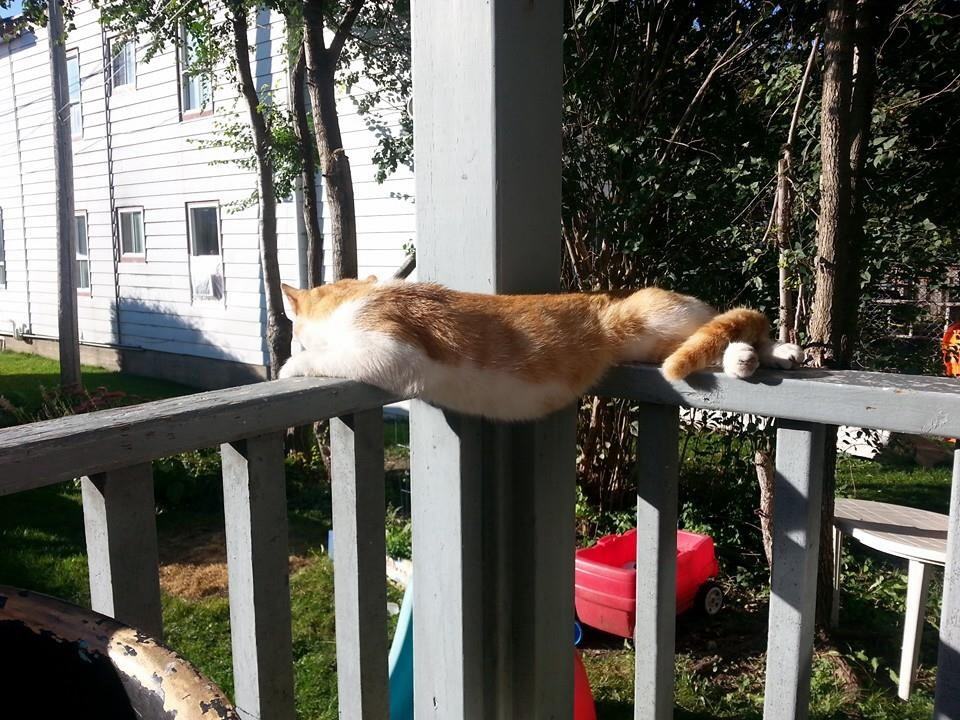 24 Pictures That Prove Cats Can Sleep Anywhere