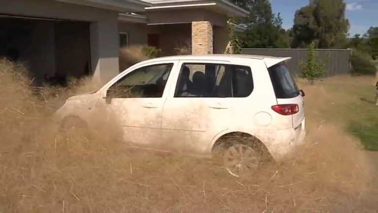 This Town is Overrun With Tumbleweeds