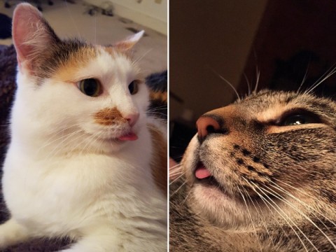 Here Are a Bunch of Cats With Their Tongues Sticking Slightly Out
