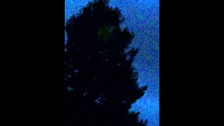 Escaped Parrot Singing in a Tree