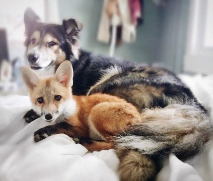 This Dog and Pet Fox Are the Most Adorable Friends