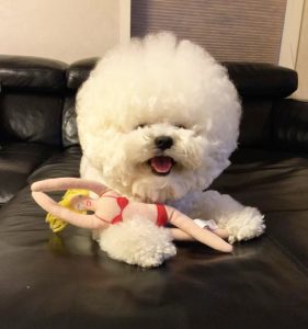 This Extremely Cute Dog Looks Just Like a Giant Cotton Ball