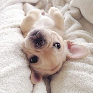 Meet Milo: The Narcoleptic French Bulldog