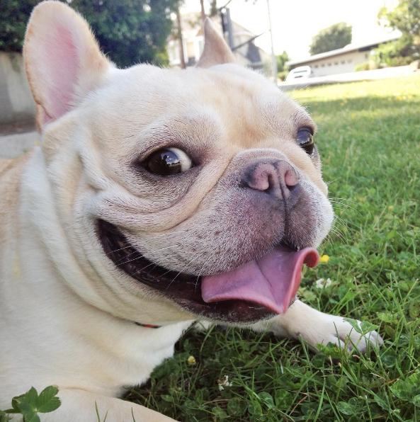 Meet Milo The Narcoleptic French Bulldog