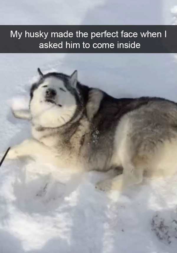 28 Times Huskies Were The Funniest