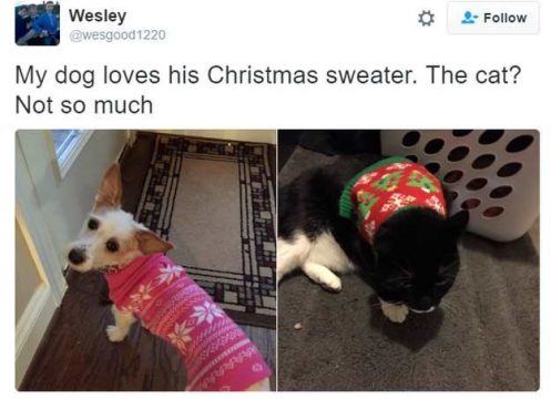 16 Dogs in Christmas Sweaters