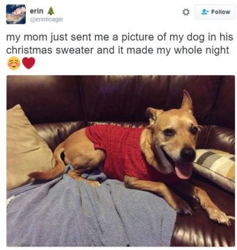 16 Dogs in Christmas Sweaters