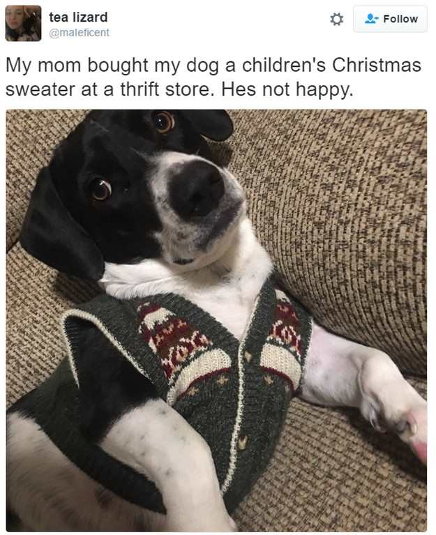 16 Dogs in Christmas Sweaters
