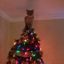 Still Cracking » Daily Dose Of Humor22 Hilarious Christmas Tree Toppers ...