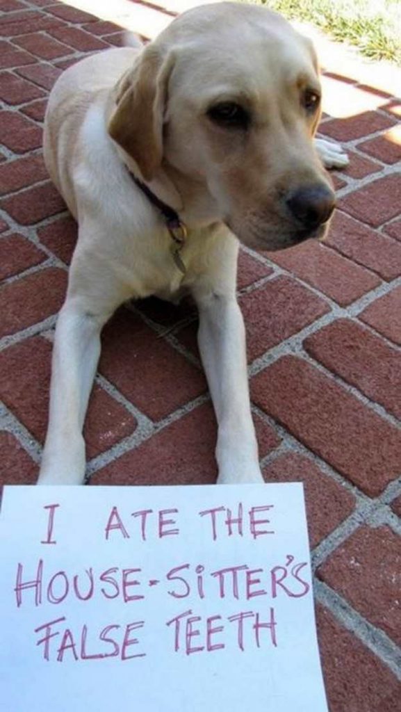 25 Best Pet Shaming Pics