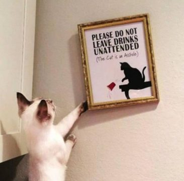 Cats That Are Ruining Their Owner's Lives (17 Pics)