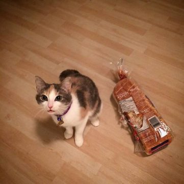 Cats That Are Ruining Their Owner's Lives (17 Pics)