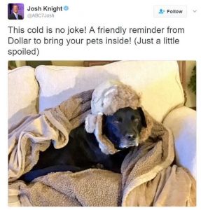 12 Extremely Spoiled Pets