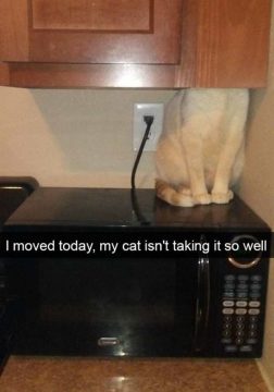 33 Hilarious Snaps With Cats