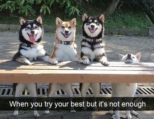 funny pics of dogs with captions