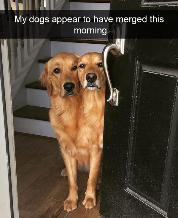 dog photo caption