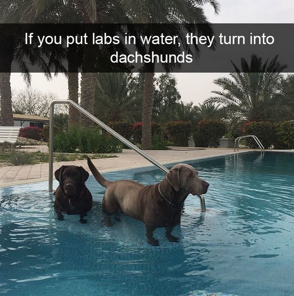 19 Adorable And Funny Dog Pics With Captions