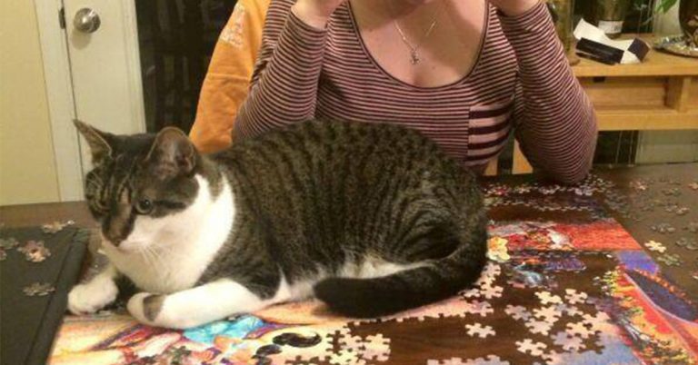 18 Pictures Of Cats Doing What They Do Best. Being Dicks.