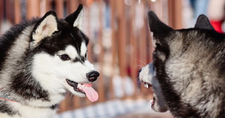 16 Funny Finalists From The Comedy Pet Photography Awards