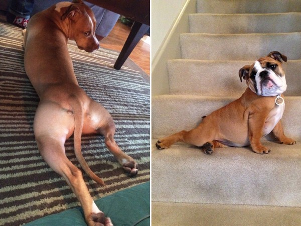 Funny Animals Caught Doing Sexy Poses (17 Pics)