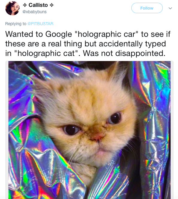 holographic cat search mistake
