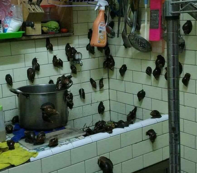 cursed snail picture, snails crawling on walls, cursed snails, cursed snails image, cursed snails picture