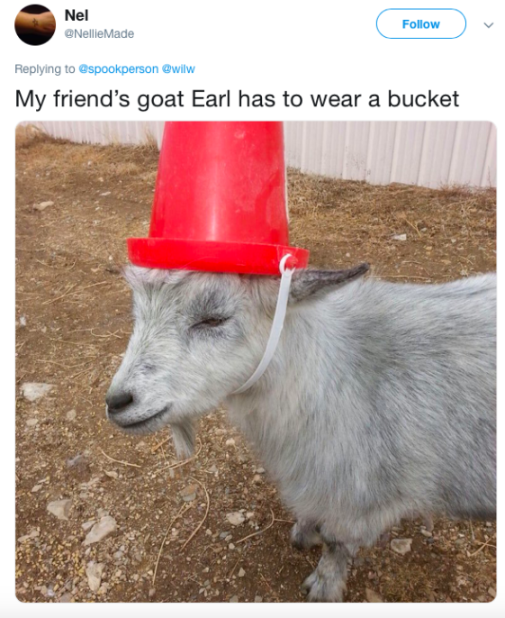 11 Mischievous Goats Outfitted With Pool Noodles For Everyone's Protection